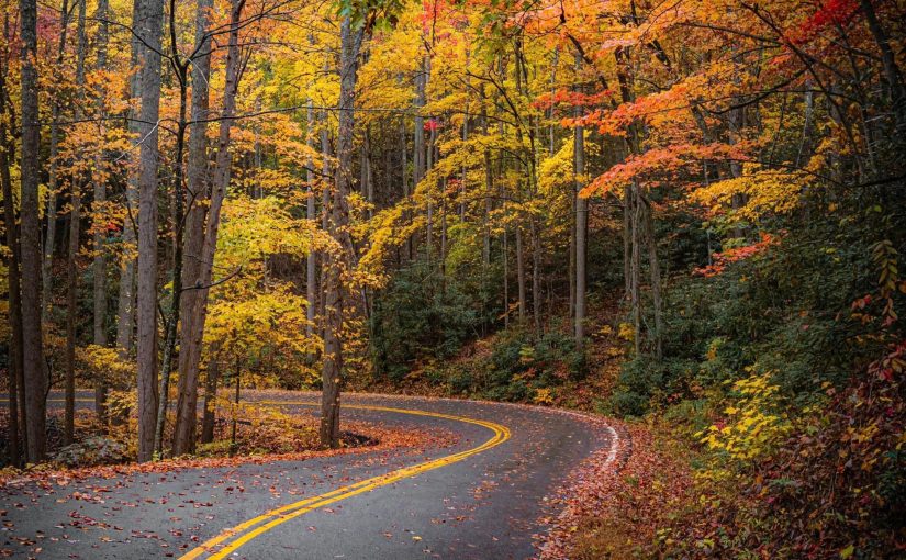 Fall foliage on a curvy road